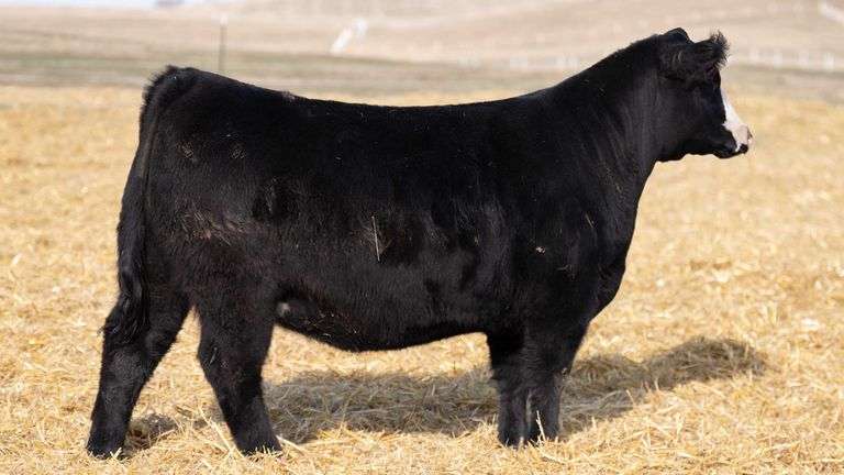 TAG 337 RED BRED HEIFER