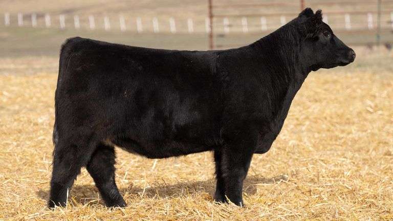 TAG 353 RED BRED HEIFER