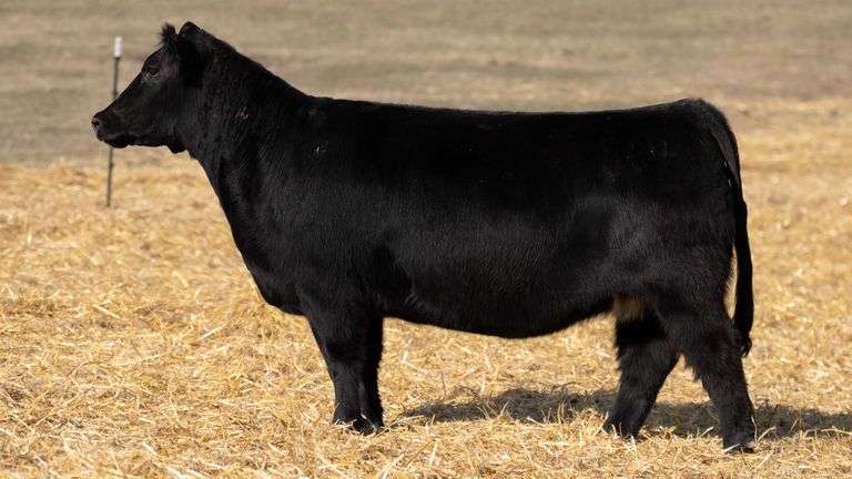 TAG 864 BRAND BRED HEIFER