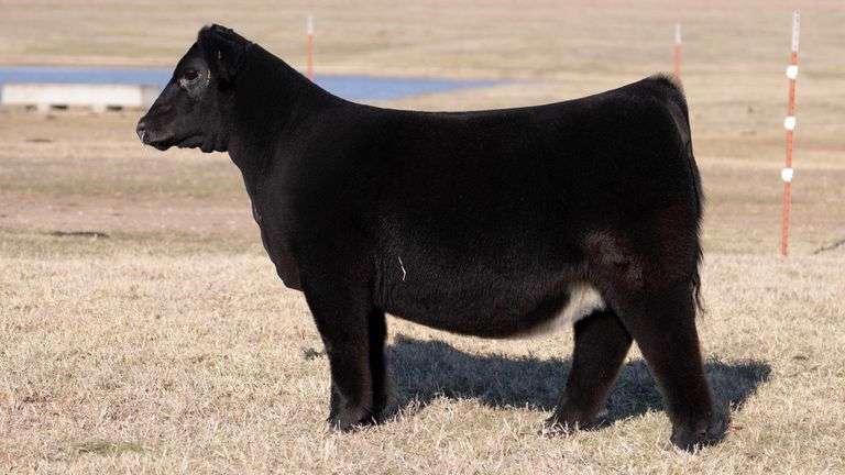 MOONEN TAG 26 HEIFER
