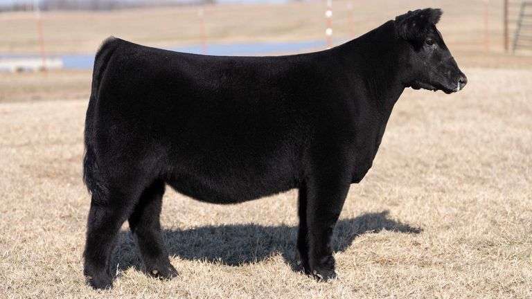 MOONEN TAG 11 HEIFER