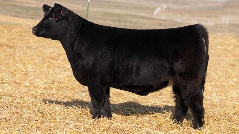 TAG 359 RED BRED HEIFER