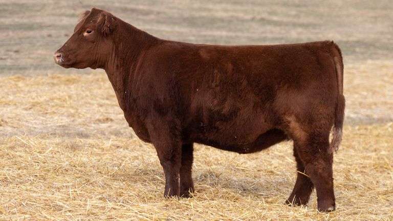 TAG 320 RED BRED HEIFER
