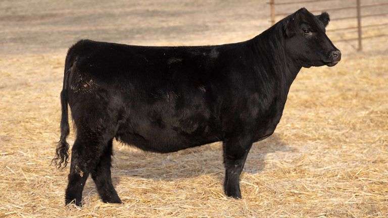 TAG 340 RED BRED HEIFER