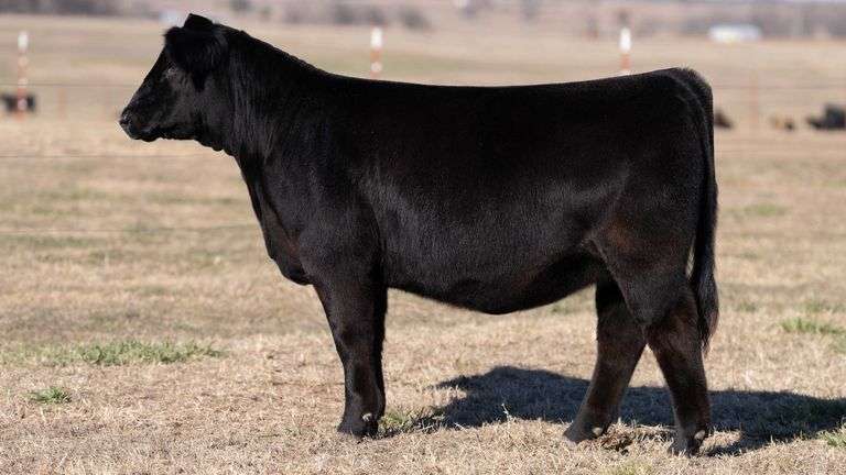 JACKSON TAG 30 HEIFER