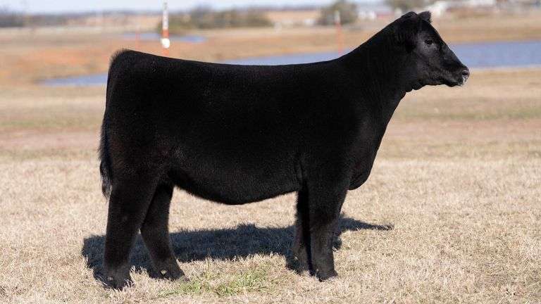 MOONEN TAG 25 HEIFER