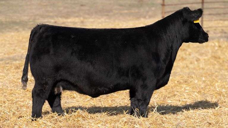 TAG 842 YELLOW BRED HEIFER