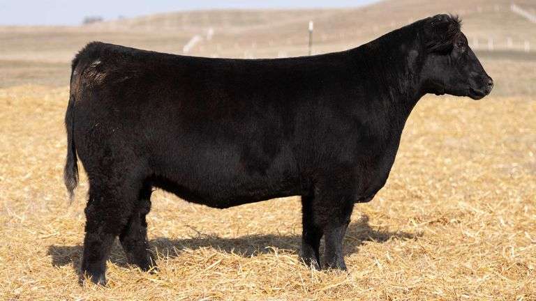 TAG 248 BLACK BRED HEIFER