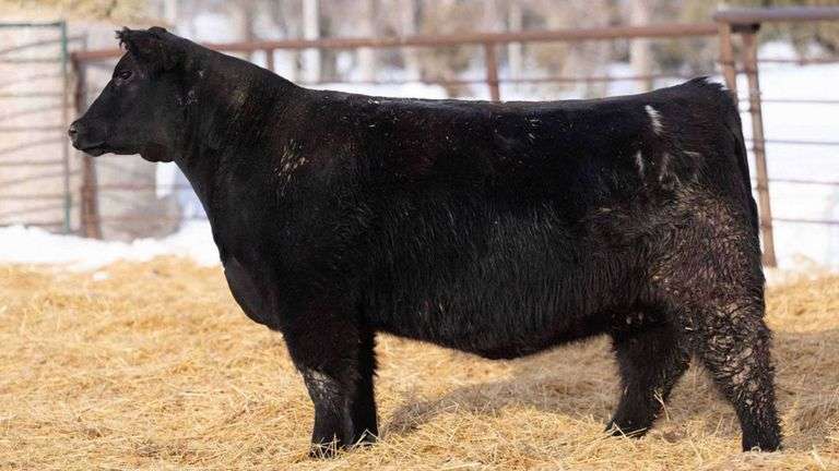 DIECKMANN 167 X MEMPHIS MAFIA PREGNANT RECIP