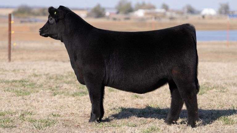 MOONEN TAG 10 HEIFER