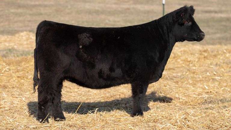 TAG 374 RED BRED HEIFER