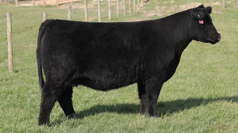 DIECKMANN 440 X HEAT WAVE EMBRYOS