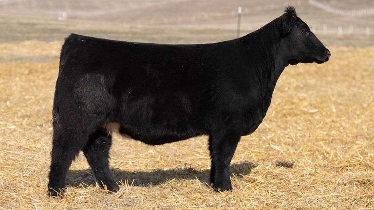 TAG 336 RED BRED HEIFER
