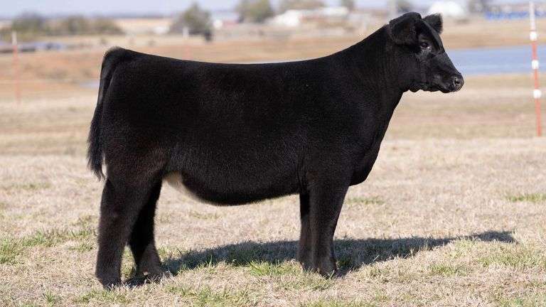 MOONEN TAG 23 HEIFER