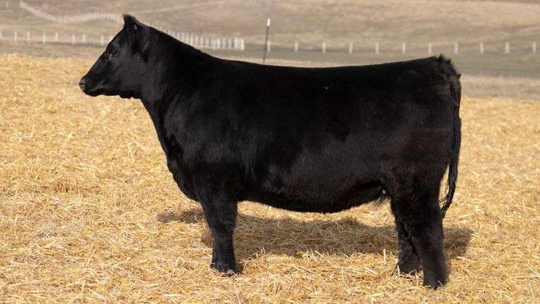 TAG 326 RED BRED HEIFER