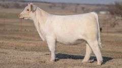 JACKSON TAG 28 HEIFER