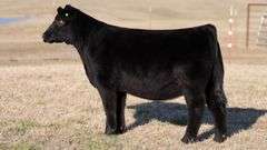 JACKSON TAG 29 HEIFER