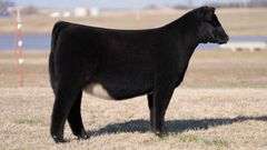 MOONEN TAG 15 HEIFER