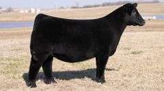 MOONEN TAG 19 HEIFER