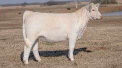 JACKSON TAG 5 HEIFER
