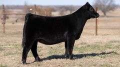 MOONEN TAG 20 HEIFER
