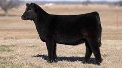 MOONEN TAG 27 HEIFER