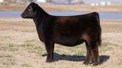 MOONEN TAG 16 HEIFER