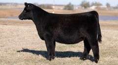 MOONEN TAG 17 HEIFER