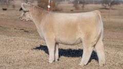 JACKSON TAG 12 HEIFER