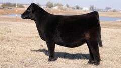 MOONEN TAG 1 HEIFER