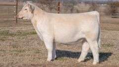 JACKSON TAG 8 HEIFER