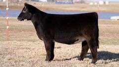 MOONEN TAG 32 HEIFER