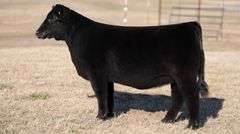 MOONEN TAG 22 HEIFER