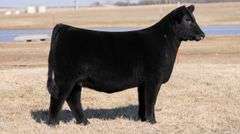 MOONEN TAG 21 HEIFER