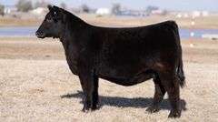 MOONEN TAG 31 HEIFER