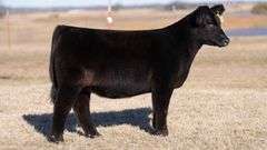 JACKSON TAG 18 HEIFER