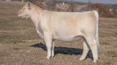 JACKSON TAG 6 HEIFER