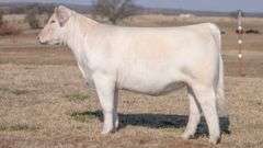 JACKSON TAG 3 HEIFER