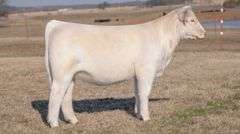 JACKSON TAG 4 HEIFER
