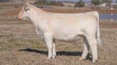 JACKSON TAG 7 HEIFER