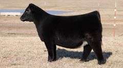MOONEN TAG 26 HEIFER
