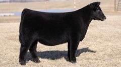 MOONEN TAG 11 HEIFER