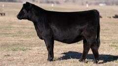 JACKSON TAG 30 HEIFER