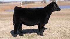 MOONEN TAG 25 HEIFER