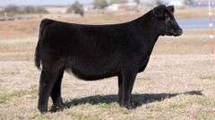 MOONEN TAG 23 HEIFER