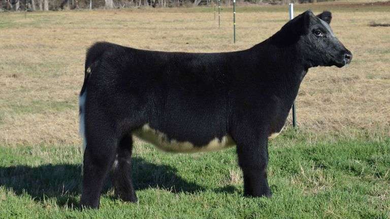 TAG 1346 50% SHORTHORN PLUS & MAIN TAINER HEIFER
