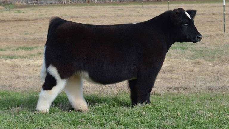 TAG 1282  STEER