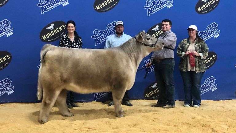 MERCEDES SEXED FEMALE CHOICE MAINTAINER OR SHORTHORN PLUS EMBRYOS
