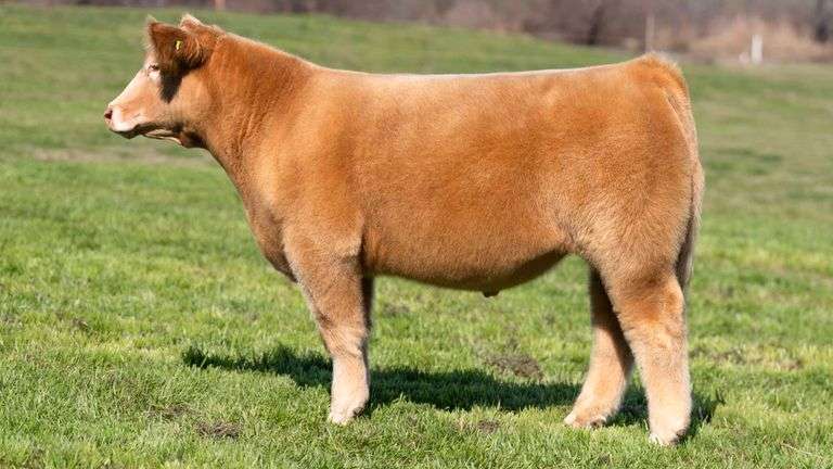 TAG 5035 STEER