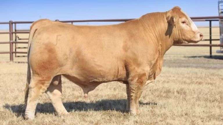 2 UNITS OF BIG CAT SEMEN